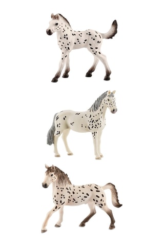 $Étalon, poulain et jument Paso Péruvien Horse Club - Dès 5 ans