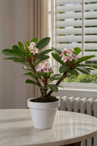 $Plumeria Frangipani - Hauteur livrée 55-75 cm
