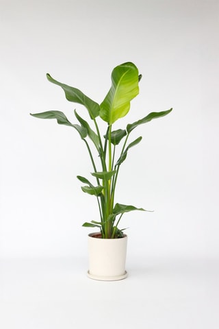 $Oiseau de paradis strelitzia XXL - Hauteur livrée 90-110 cm