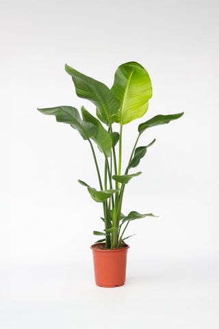 $Oiseau de paradis strelitzia XXL - Hauteur livrée 90-110 cm