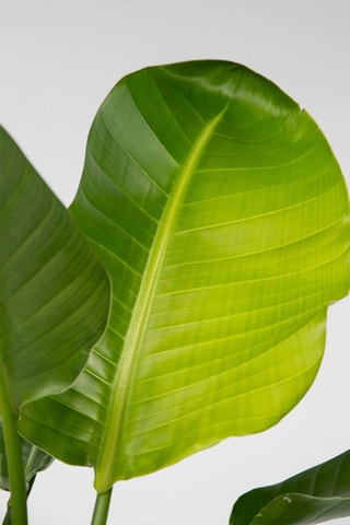 $Oiseau de paradis strelitzia XXL - Hauteur livrée 90-110 cm