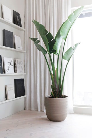 $Oiseau de paradis strelitzia XXL - Hauteur livrée 90-110 cm