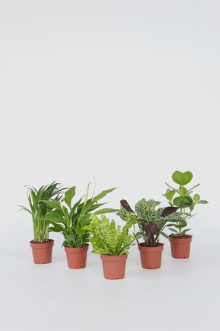 $5 plantes purificatrices d'air - Hauteur livrée 25-40 cm