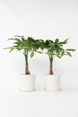 $2 pachiras "Money trees" - Hauteur livrée 60-70 cm