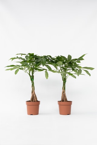 $2 pachiras "Money trees" - Hauteur livrée 60-70 cm