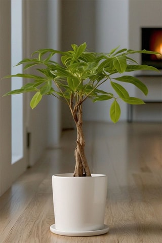 $2 pachiras "Money trees" - Hauteur livrée 60-70 cm