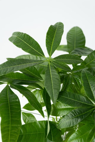 $2 pachiras "Money trees" - Hauteur livrée 60-70 cm
