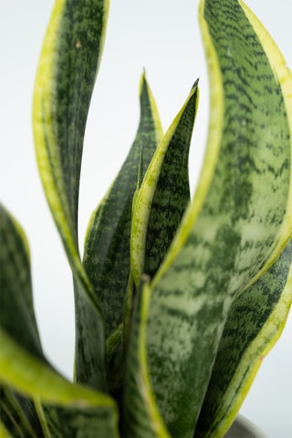 $4 plantes d'intérieur - Hauteur livrée 25-40 cm