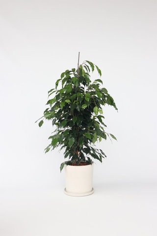 $Ficus benjamina 'Danielle' XL - Hauteur livrée 100-110 cm