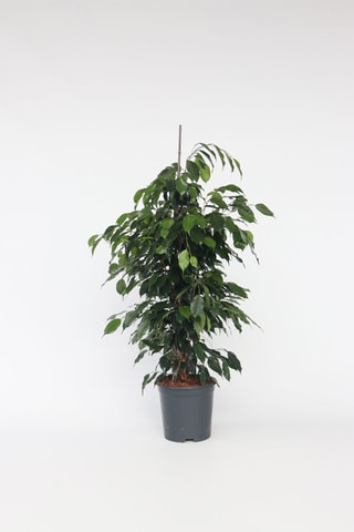 $Ficus benjamina 'Danielle' XL - Hauteur livrée 100-110 cm