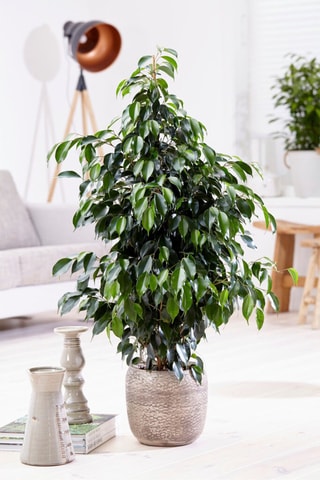 $Ficus benjamina 'Danielle' XL - Hauteur livrée 100-110 cm