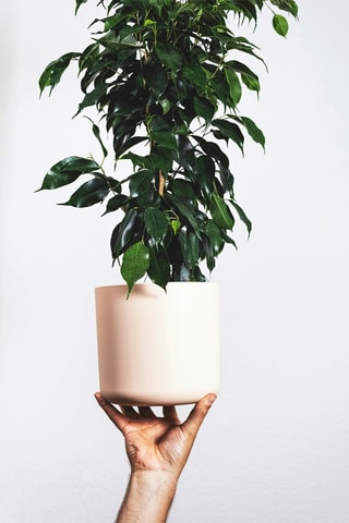 $Ficus benjamina 'Danielle' XL - Hauteur livrée 100-110 cm