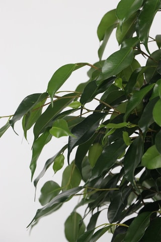 $Ficus benjamina 'Danielle' XL - Hauteur livrée 100-110 cm