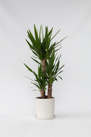 $XL Yucca Elephantipes - Hauteur livrée 70-80 cm