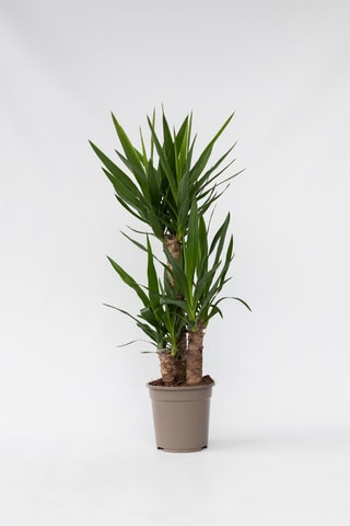 $XL Yucca Elephantipes - Hauteur livrée 70-80 cm