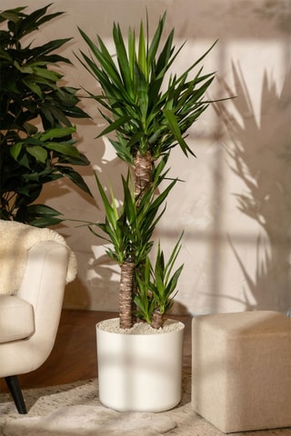 $XL Yucca Elephantipes - Hauteur livrée 70-80 cm