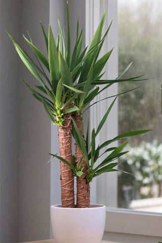 $XL Yucca Elephantipes - Hauteur livrée 70-80 cm
