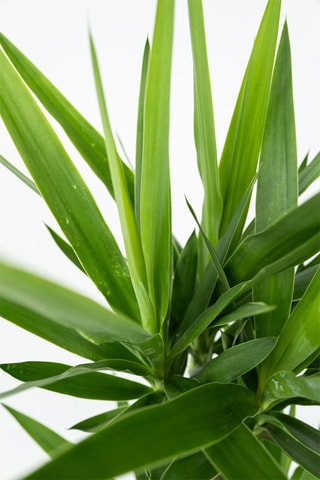 $XL Yucca Elephantipes - Hauteur livrée 70-80 cm