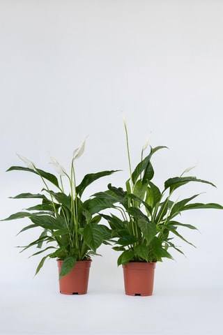$2 spathiphyllums "Lys de Paix" - Hauteur livrée 60-75 cm