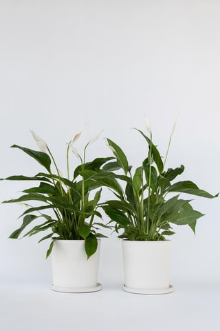 $2 spathiphyllums "Lys de Paix" - Hauteur livrée 60-75 cm