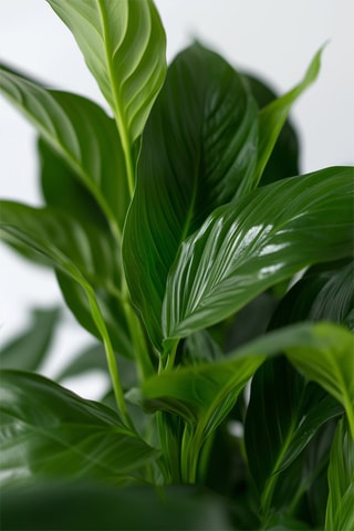 $2 spathiphyllums "Lys de Paix" - Hauteur livrée 60-75 cm