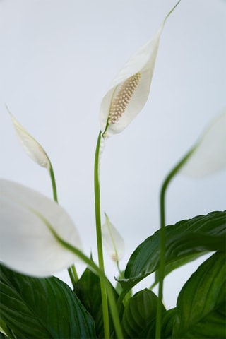 $2 spathiphyllums "Lys de Paix" - Hauteur livrée 60-75 cm