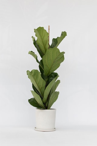 $Ficus Lyrata 'Fiddle Leaf plant' - Hauteur livrée 90-110 cm