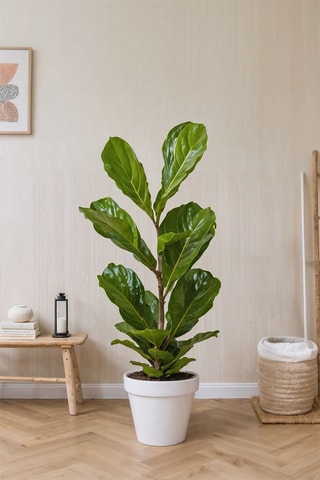 $Ficus Lyrata 'Fiddle Leaf plant' - Hauteur livrée 90-110 cm