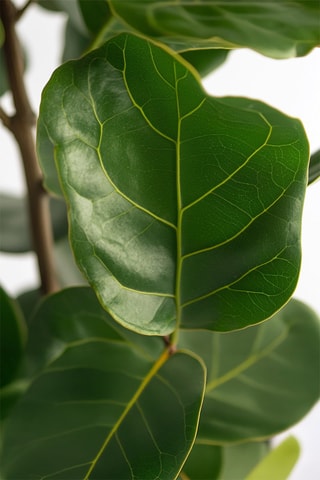 $Ficus Lyrata 'Fiddle Leaf plant' - Hauteur livrée 90-110 cm
