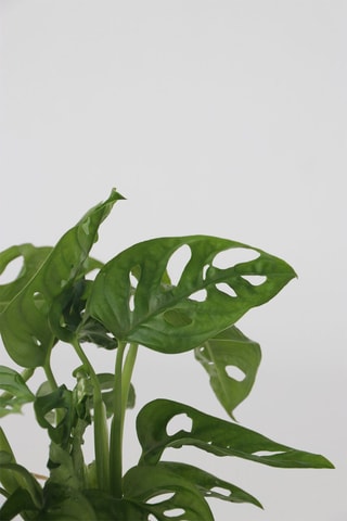 $Monstera Adansonii 'Monkey Mask' - Hauteur livrée 25-35 cm