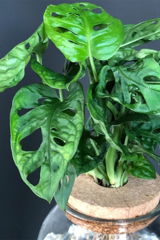 $Monstera Adansonii 'Monkey Mask' - Hauteur livrée 25-35 cm