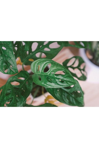 $Monstera Adansonii 'Monkey Mask' - Hauteur livrée 25-35 cm