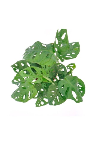 $Monstera Adansonii 'Monkey Mask' - Hauteur livrée 25-35 cm