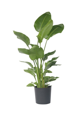 $Oiseau de paradis Strelitzia Nicolai XXL - Hauteur livrée 150-170 cm