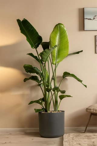 $Oiseau de paradis Strelitzia Nicolai XXL - Hauteur livrée 150-170 cm