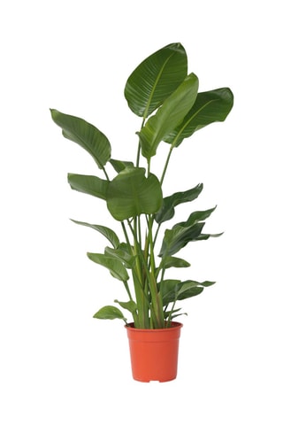 $Oiseau de paradis Strelitzia Nicolai XXL - Hauteur livrée 150-170 cm