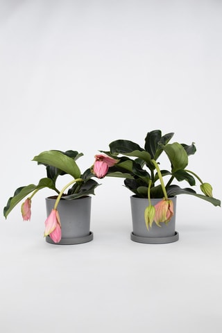 $2 medinilla magnifica - Hauteur livrée 30-40 cm
