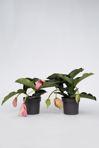$2 medinilla magnifica - Hauteur livrée 30-40 cm