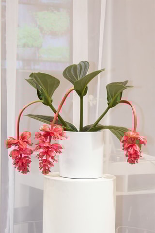 $2 medinilla magnifica - Hauteur livrée 30-40 cm