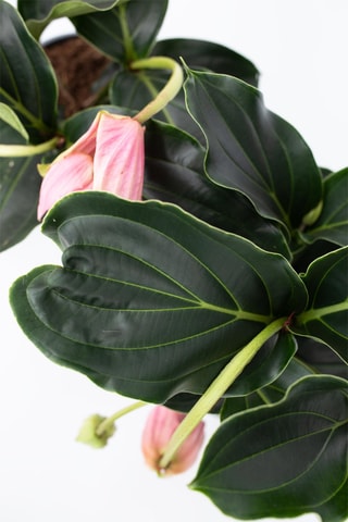 $2 medinilla magnifica - Hauteur livrée 30-40 cm
