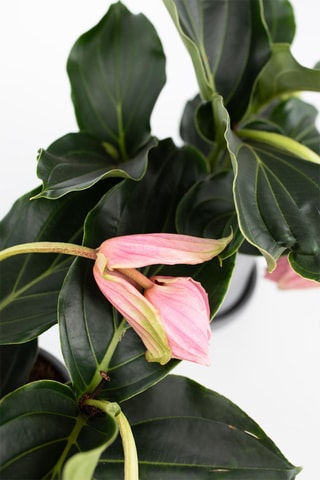 $2 medinilla magnifica - Hauteur livrée 30-40 cm