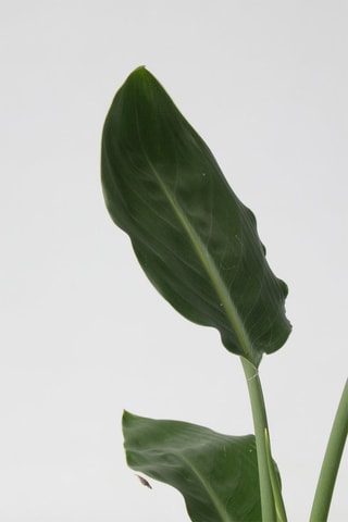 $Calathea, Philodendron et Strelitzia - Hauteur livrée 25-40 cm