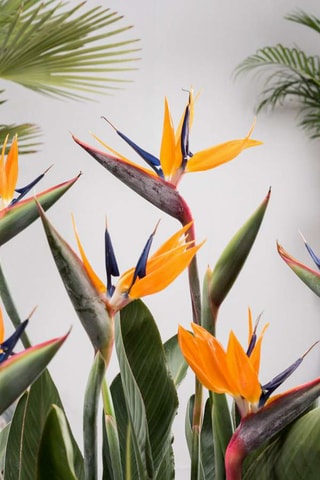 $Calathea, Philodendron et Strelitzia - Hauteur livrée 25-40 cm