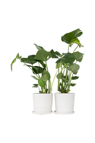 $2 Monstera Deliciosa - Hauteur livrée 50-60 cm