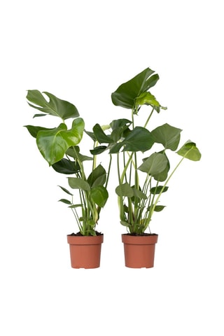 $2 Monstera Deliciosa - Hauteur livrée 50-60 cm