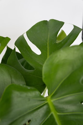 $2 Monstera Deliciosa - Hauteur livrée 50-60 cm