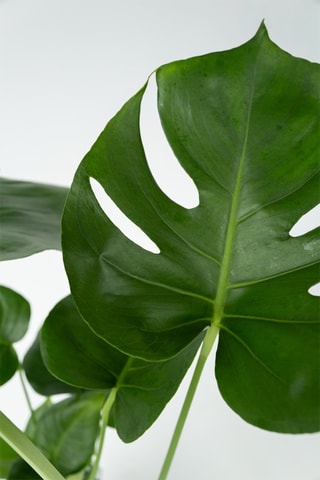 $2 Monstera Deliciosa - Hauteur livrée 50-60 cm