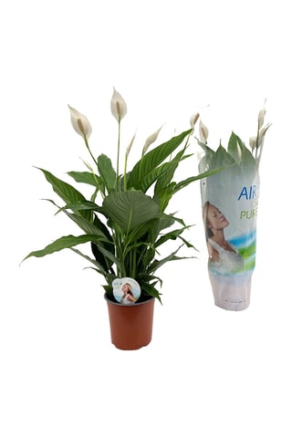 $Spathiphyllum 'Peace Lily' (Lys de paix) - Hauteur livrée 60-75 cm