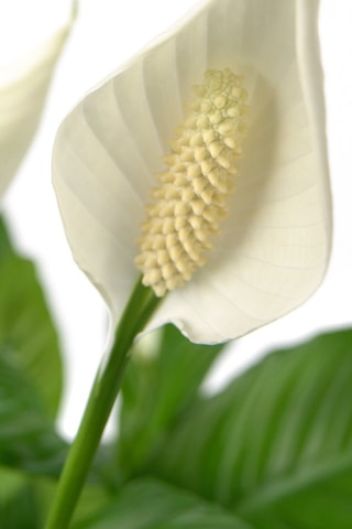 $Spathiphyllum 'Peace Lily' (Lys de paix) - Hauteur livrée 60-75 cm