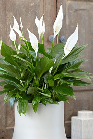 $Spathiphyllum 'Peace Lily' (Lys de paix) - Hauteur livrée 60-75 cm